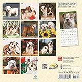 Image de Bulldog Puppies 2018 7 x 7 Inch Monthly Mini Wall Calendar, Animals Dog Breeds Puppies