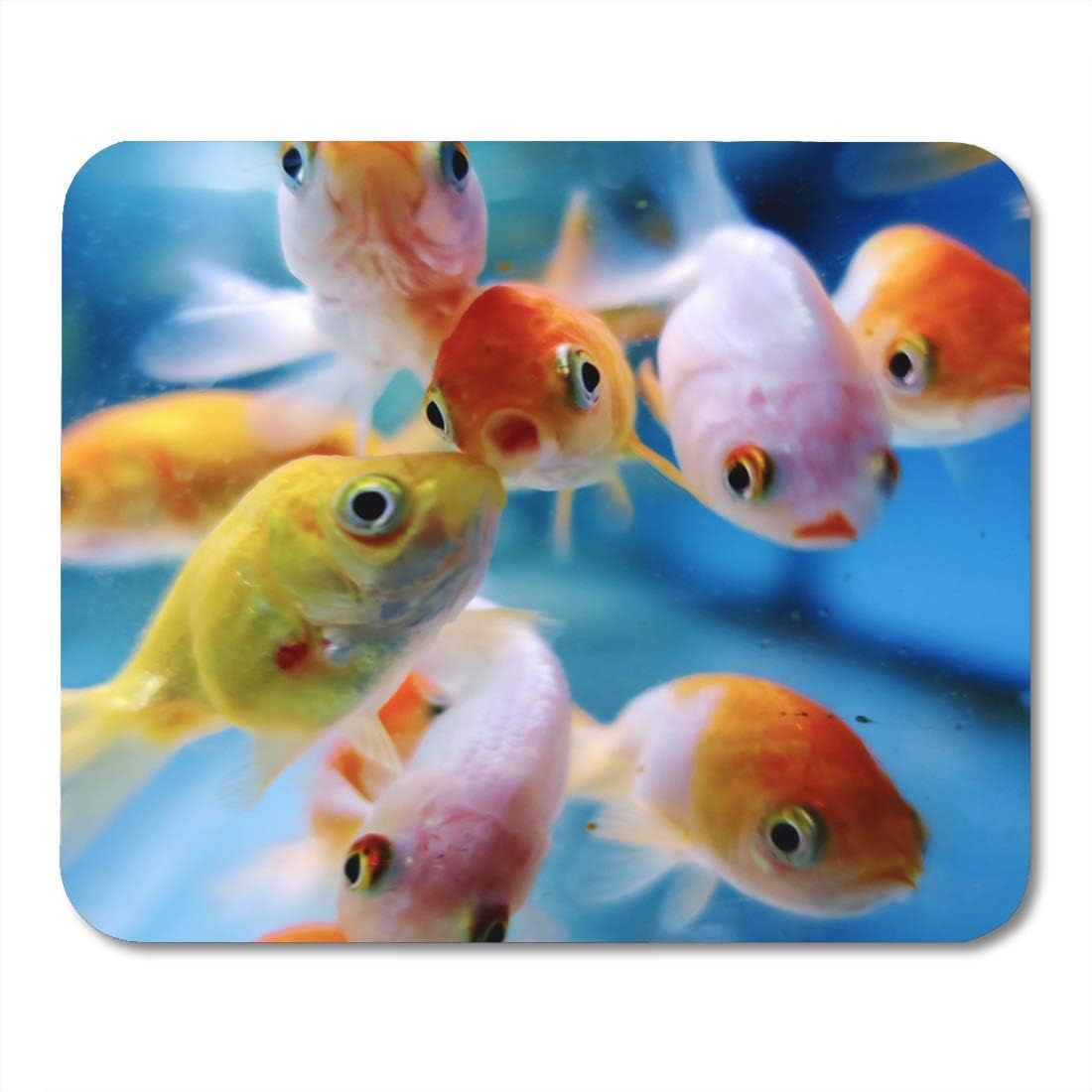 Amazon Com Symspad Freshwater Fish Goldfish Cluster Around The