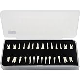 28Pcs Dental Model Resin Artificial Teeth One-Color Demonstration Model | 1:1 Realistic Resin Permanent Teeth，Dental Education and Study