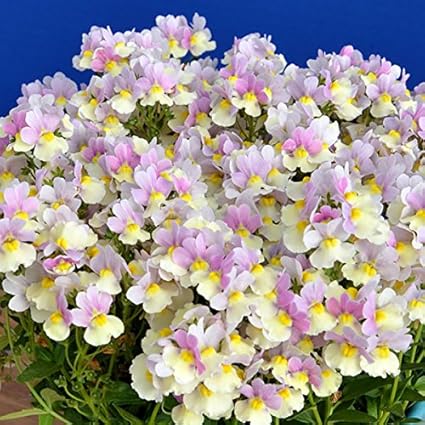 すべての花の画像 ぜいたくネメシア 花がら摘み