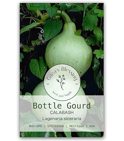 Amazon.com : Squash Seeds - Japanese, Winter - Blue Kuri - 1