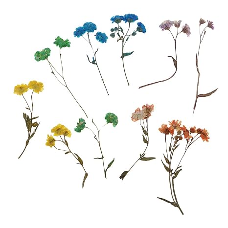 D DOLITY 10 Stück Echte Trocken Blumen Blüten getrocknete Blätter Kunstblumen Naturdeko für Scrapbooking Kunsthandwerk DIY Na