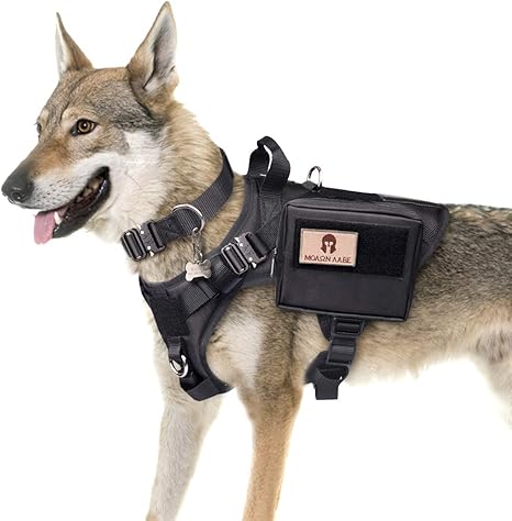 belly collar dog training