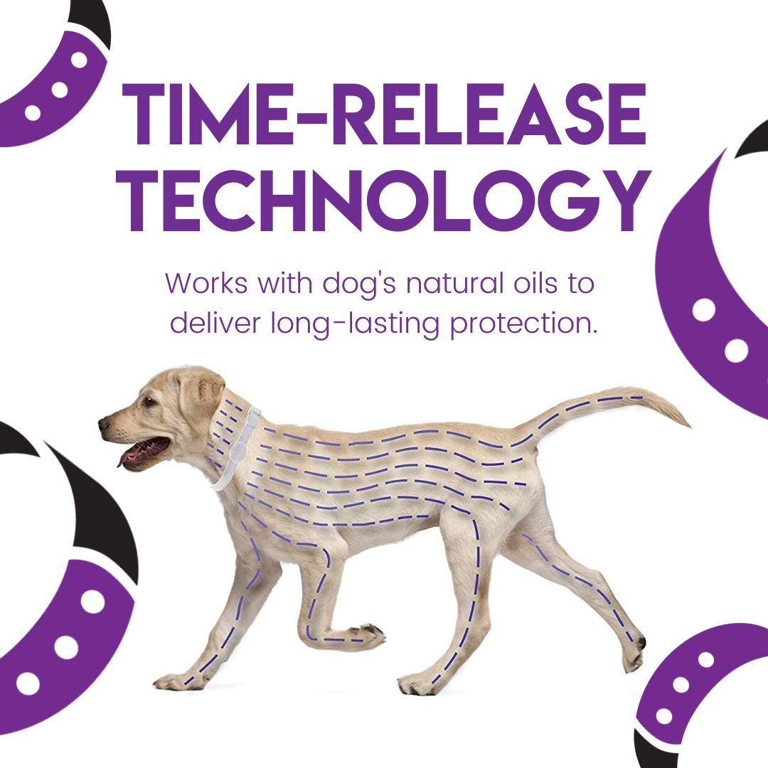 Reviews SALVO Flea and Tick Waterproof, Durable Collar for Dogs, Pack