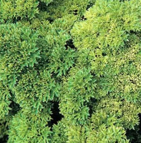 Seeds Moss Curled Parsley Petroselinum Crispym Get 1000 Seeds #LC01YN