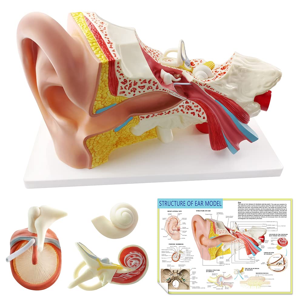 Photo 1 of Benilev Enlarged Human Ear Model Anatomy 3X Magnification 4 Part Ear Anatomical Model Outer Middle Inner Ear Model for Medical Anatomy and Physiology Study Research Teaching Display with Base