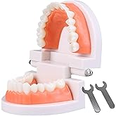 Dental Teeth Model, Articulated Adult Standard Typodont, Complete Teeth Mouth Model Demonstration for Educational Dental Teaching Study Supplies with Free Wrench Tools