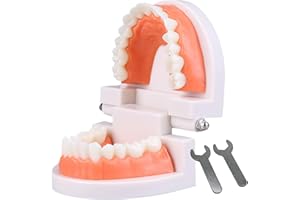 CEONAM Dental Teeth Model, Articulated Adult Standard Typodont, Complete Teeth Mouth Model Demonstration for Educational Dental Teaching Study Supplies with Free Wrench Tools