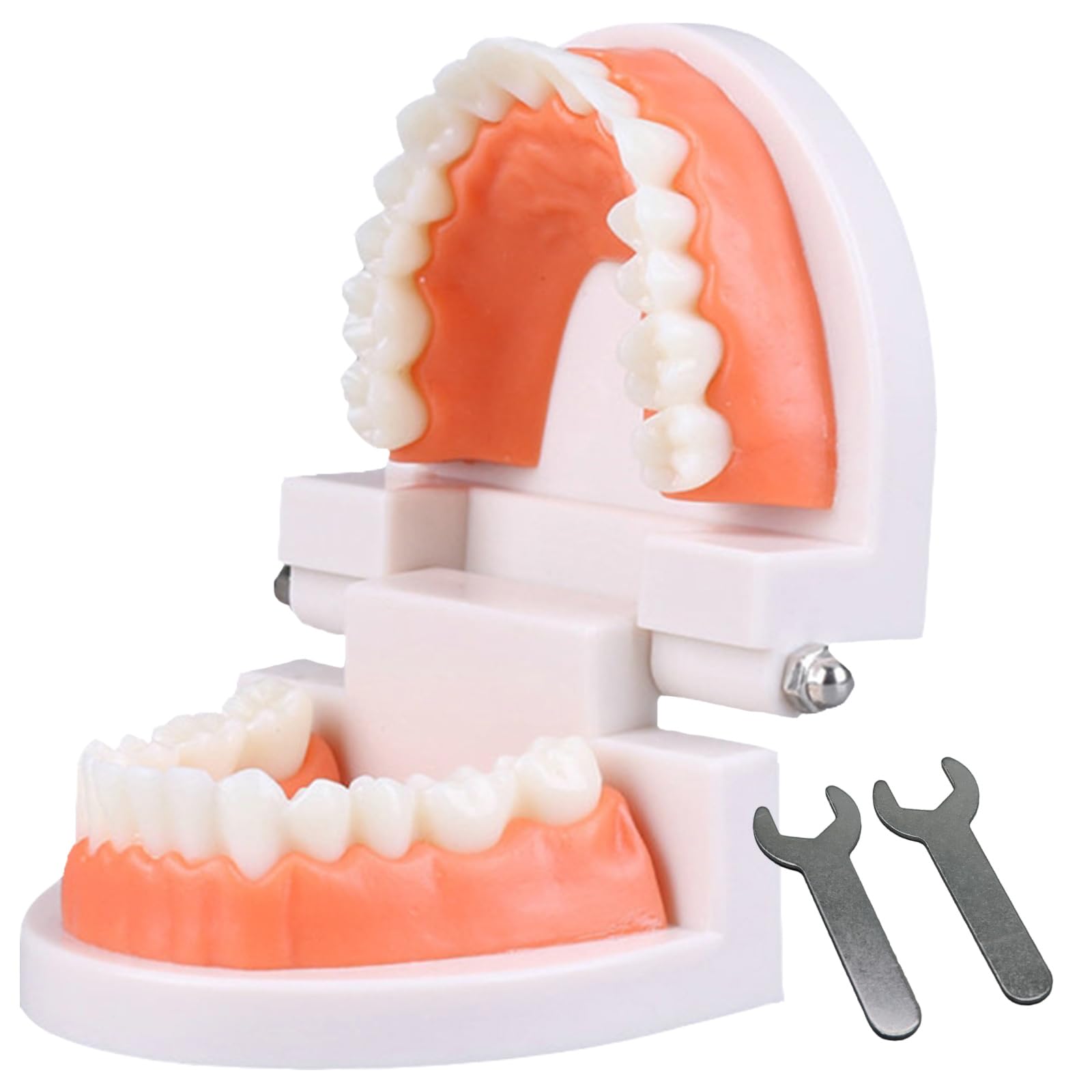 Photo 1 of Dental Teeth Model, Articulated Adult Standard Typodont, Complete Teeth Mouth Model Demonstration for Educational Dental Teaching Study Supplies with Free Wrench Tools