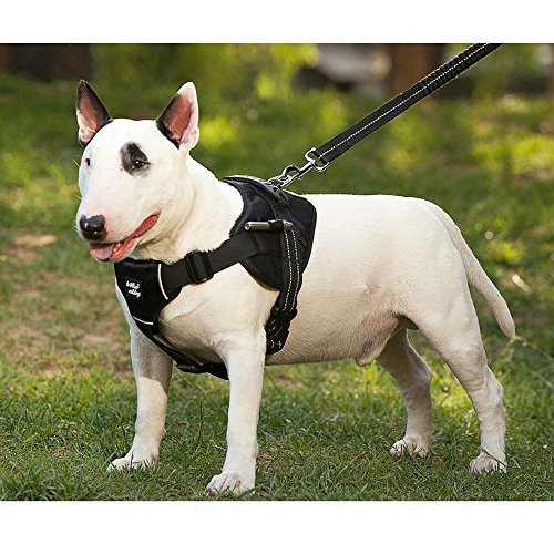 The 10 Best NoJump Dog Harnesses For Inspired Dogs Scout Knows