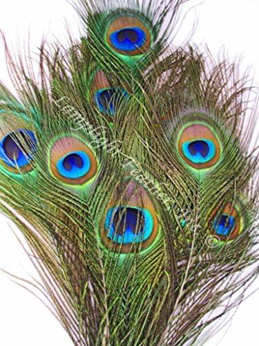 Short Peacock Feathers, 25 Count, Natural, Medium to Large Eyes,10-12 inch
