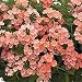 Verbena- Apricot - 50 Seeds