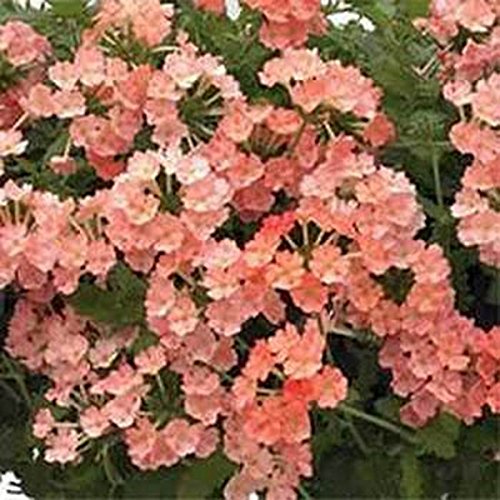 Verbena- Apricot - 50 Seeds