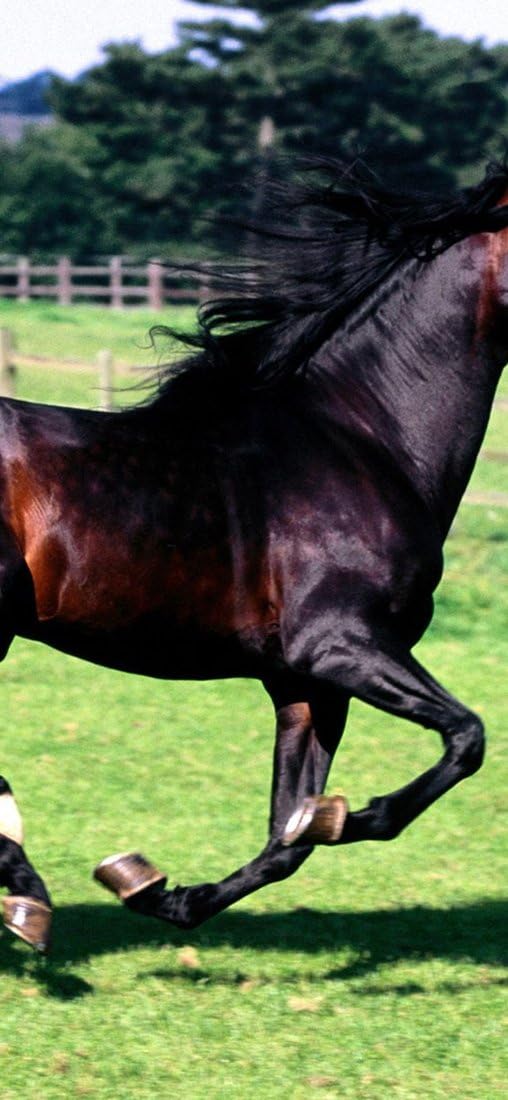 PeelitStickit Black Horse, Animal Wall Murals ID-003, vinyl, Multi-colour