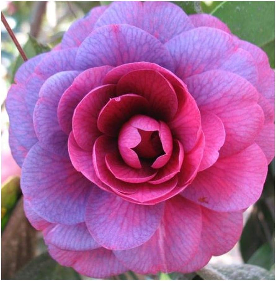 Camellia Japonica Purple Japanese Camellia 10 Seeds Amazon.co.uk