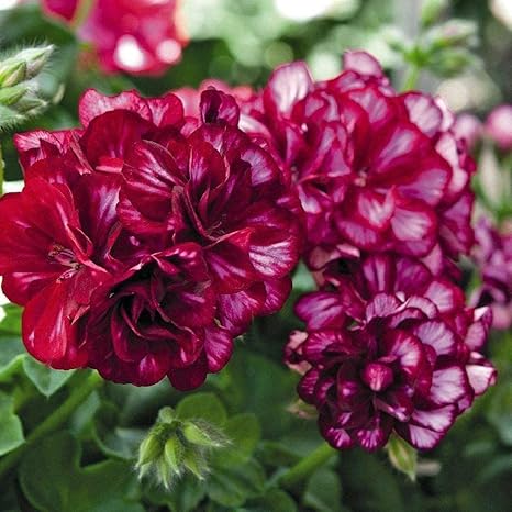 Amazon Co Jp 30個ゼラニウム種子神秘的な紫色エキゾチックペラルゴニウム夏咲く装飾香り花象徴幸福で植え中庭窓辺 Diy 工具 ガーデン
