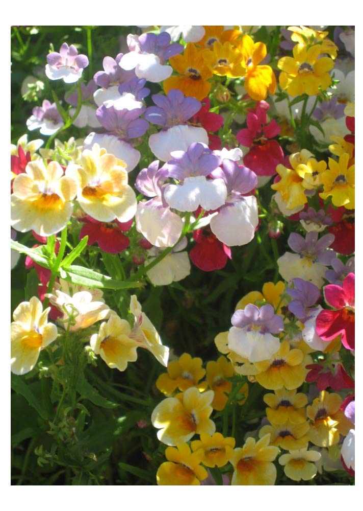 Семена Немезии Купить В Спб