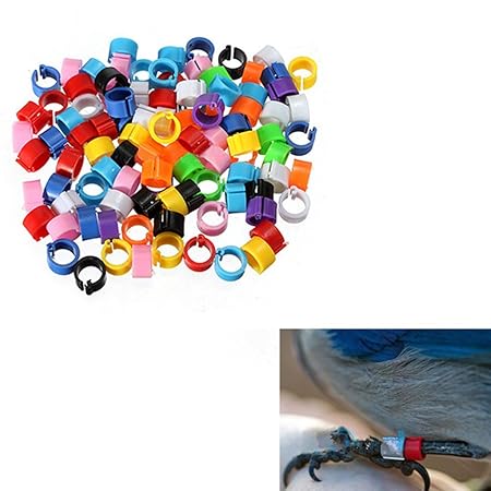 100pcs gemischte Farben-Vogel-Fuß-Ring-Bänder kleine Plastikbein-Klipp-Ringe für Tauben-Küken Bantam kleines Geflügel