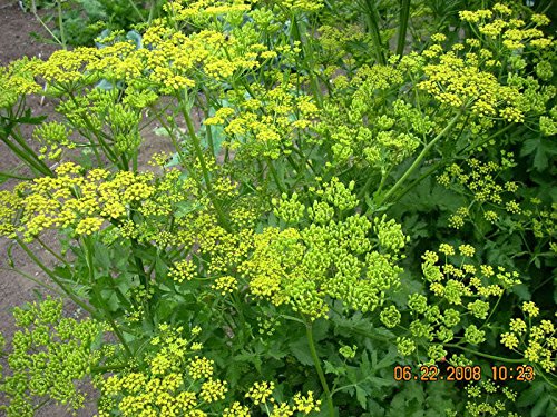Heirloom 1000 Seeds - PARSNIP IMPROVED HOLLOW CROWN Pastinaca Sativa Vegetable Seeds