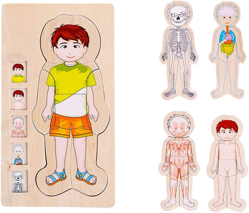 JiuRong Educational Toy, Human Body Structure Puzzle Toy, Human Body Structure Jigsaw Puzzles Toy, Multi-layer Wooden Body Puzzle Toy, Early Educational Toy, Baby Wooden Brick Toy