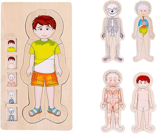 rompecabezas para niños del cuerpo humano