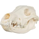 Real Gray Wolf Skull - Adolescent B Quality