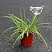 DOYOLLA Set of 2 Bird-Shaped House Plant Self Watering System is Easy As Aqua Globes. Automatic Globe Irrigation for Patio, Lawn, Garden Pot Or Planter