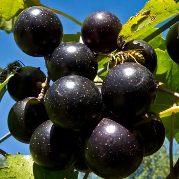 Illustration of Muscadine Grapes Risks For Pet Owners