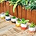 HomeNote 2.75inch Succulent Planter Pots Set Flower Cactus Ceramic Holder Unique Color Glaze White Container Kit with Bamboo Tray for Home Decor（Pack of 6)
