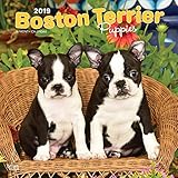 Boston Terrier Puppies 2019 12 x 12 Inch Monthly Square Wall Calendar, Animals Dog Breeds Terrier Pu by