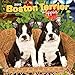 Boston Terrier Puppies 2019 12 x 12 Inch Monthly Square Wall Calendar, Animals Dog Breeds Terrier Pu by