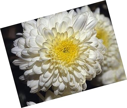 Amazon Co Jp 発芽種子 白い菊の花の種子50個のstratisfied種子 ホーム キッチン