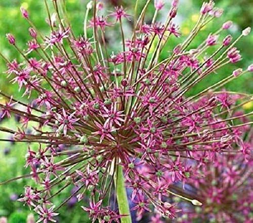 Allium Bulbs "Allium Schubertii" Bag of 3 - Bulb - Perennials Bulbs, 20/+ cm !