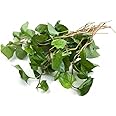 HOUTTUYNIA CORDATA Live Plant Non-GMO Organic Healthy Strong Root Live Plant Fish Mint Diep Ca Dap Ca