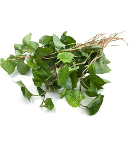 elfbar elfa master akku Amazon.com: legendary-yes 10 Fish Mint Houttuynia Cordata Asian Herbs Live  Starter Plants (Diep Ca) : Patio, Lawn & Garden