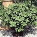 Scardy Cat!, Dog's Gone! & Bunnies Gone! Plant - AMAZING - 4" Pot