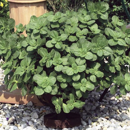 Scardy Cat!, Dog's Gone! & Bunnies Gone! Plant - AMAZING - 4 Scardy Cat!, Dog's Gone! & Bunnies Gone! Plant - AMAZING - 4