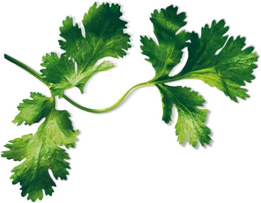 PLANTUI Coriander Herb Plant Seeds Capsules Indoor Gardening Smart Garden