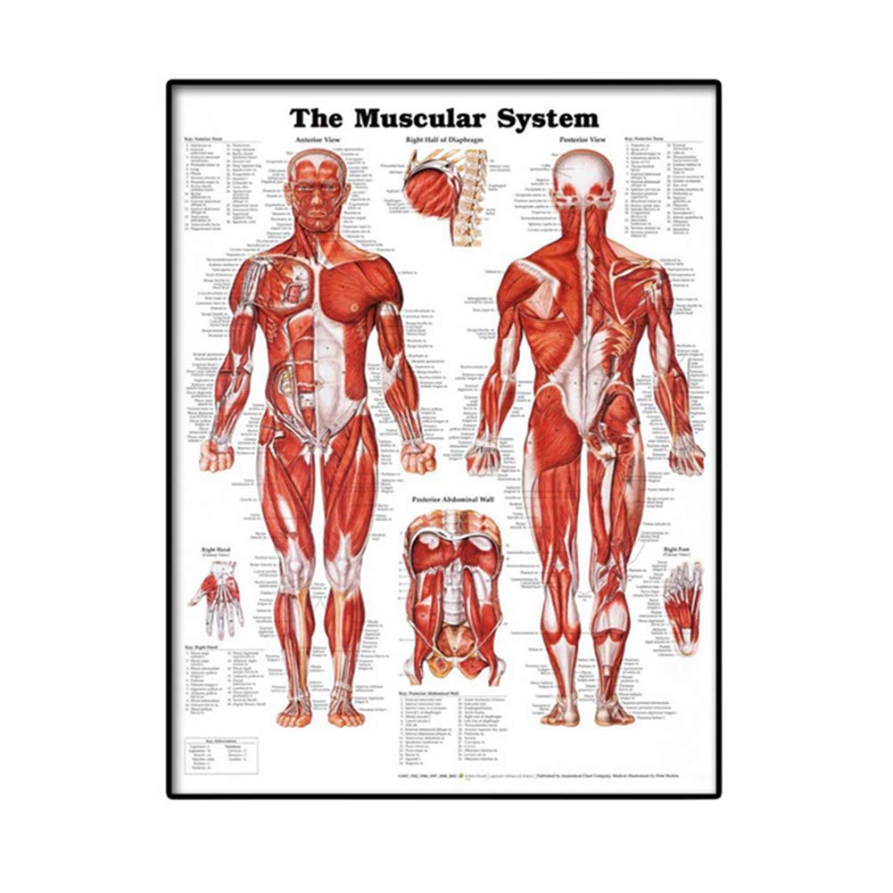 Muscular System Wall Chart Lifelike Anatomical Poster Learning Canvas Muscle Anatomy Chart 50x70cm
