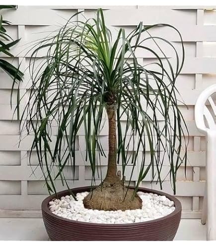 Tree Care Ponytail Palm Bonsai (Beaucarnea Recurvata) - Live Plant With  Thick Caudex Base In 2" Pot Ponytail Plants Live Houseplants