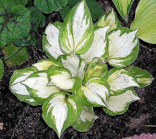 100 pcs/bag hosta plants seeds, Perennial Plantain Lily Flower Ground Cover flower seeds,precious hosta seeds home garden plant 9