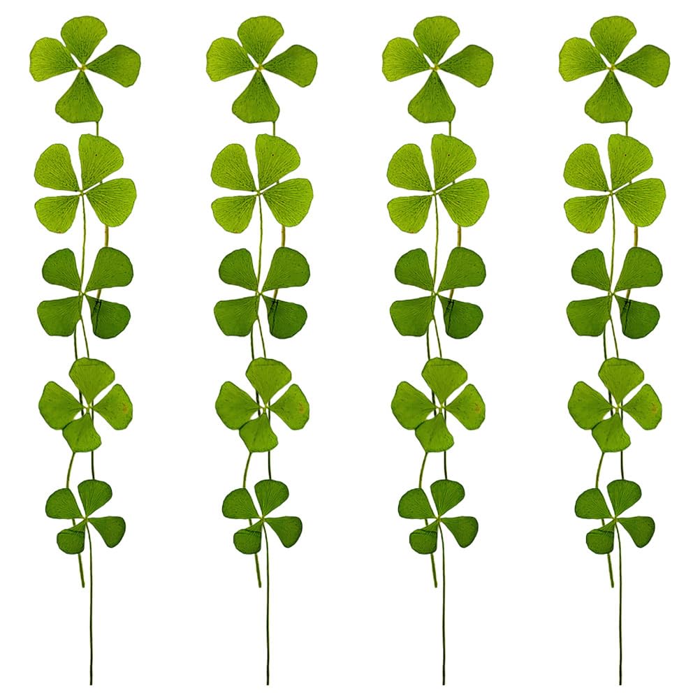 Amosfun 48pcs Four Leaf Natural Dry Leaves Dried Shamrock, St Patricks Dried Flowers for Jewelry Making, Shamrock Dried Pressed Flowers for Bookmark Making