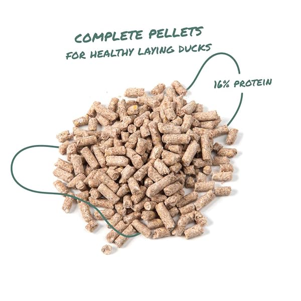 MANNA PRO DUCK AND GOOSE LAYER FEED – HIGH PROTEIN PELLETS FOR EGG PRODUCTION – FORMULATED WITH PROBIOTICS TO SUPPORT DIGESTIVE HEALTH IN DUCKS AND GEESE – POULTRY LAYER PELLETS – 8 LB BAG