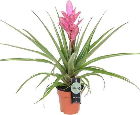 Breasy Bromelia Tillandsia Antonio Dans Pot De Cultivateur O 12 Cm Hauteur 40 Cm Amazon Fr Jardin
