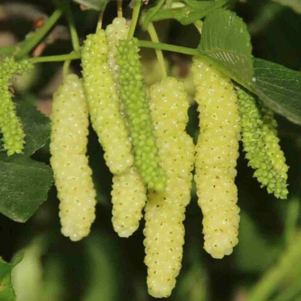 White Long Mulberry Tree Pakistan Mulberry Morus Nigra Live Starter Plant #EP01