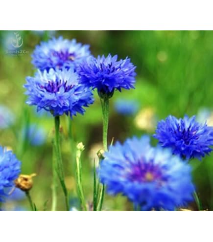 Amazon.com : Globe Gilia Seeds, Gilia capitata, Pack of 5000