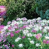 David's Garden SeedsFlower Cleome Mix Colors 50 Non-GMO, Heirloom Seeds