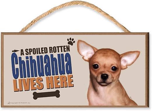 spoiled chihuahua