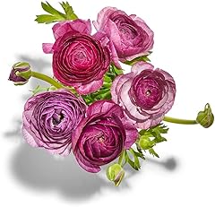 Ranunculus 5 Stem, 1 EA