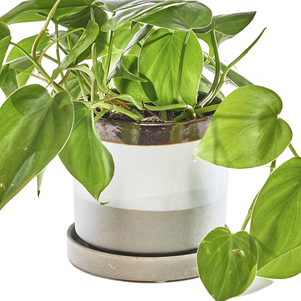 CHIVE Minute Ceramic Planter Pot  Cute 5 Colorful Succulent Pots for Indoor & Outdoor House Plants  Beautiful Modern Farmhouse Kitchen Decor  Mocha Cement